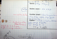 Mycolachnea velenovskyi image