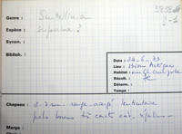 Scutellinia superba image