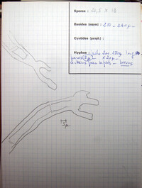 Scutellinia superba image