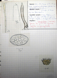 Scutellinia setosa image