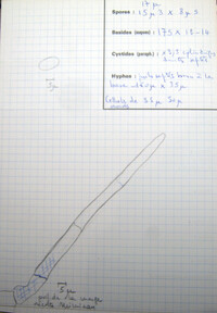 Cheilymenia rubra image