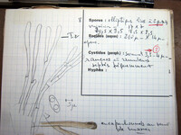Anthracobia melaloma image