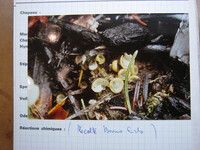 Trichophaea abundans image