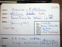 Humaria callichroa image
