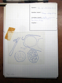Humaria calospora image