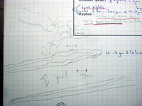 Lasiobolus cuniculi image
