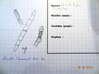 Geoglossum cookeanum image