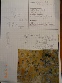 Gelatinopsis geoglossi image
