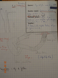 Cudoniella buissonii image