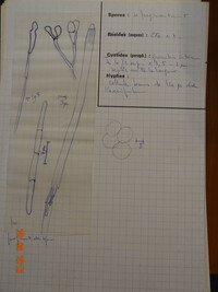 Vibrissea guernisacii image