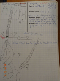 Cudoniella clavus image