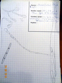 Geoglossum viscosum image