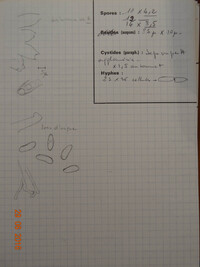 Discinella margarita image