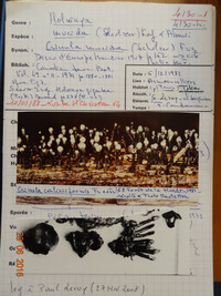 Claussenomyces atrovirens image