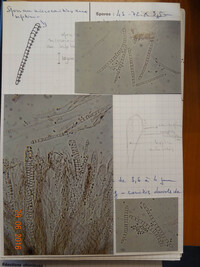 Claussenomyces atrovirens image