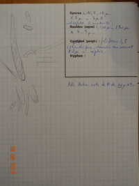 Calloria neglecta image