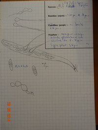 Orbilia coccinella image