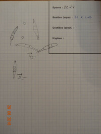 Ciboria macrospora image