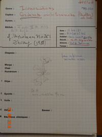 Ionomidotis irregularis image