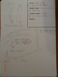 Phialea strobilina image