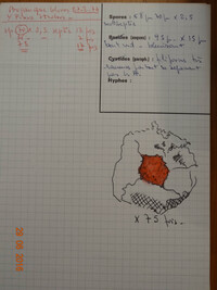 Stictis friabilis image