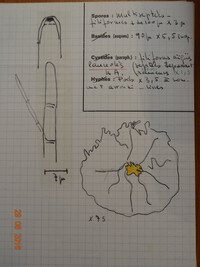 Lachnellula pseudofarinacea image