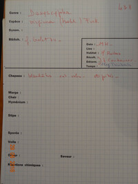 Lachnum virgineum image