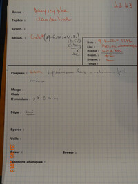 Dasyscyphus clandestinus image