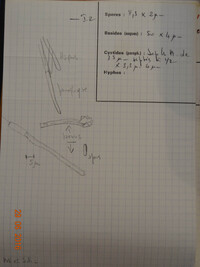 Dasyscyphus clandestinus image