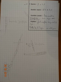 Dasyscyphus clandestinus image