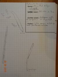 Dasyscypha hippocastani image