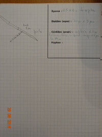 Belonidium sulphureum image