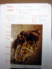 Ophiocordyceps sphecocephala image