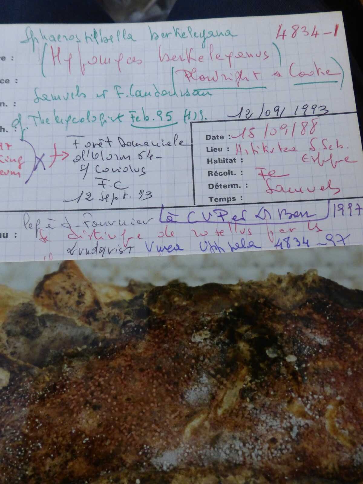 Sphaerostilbella berkeleyana image