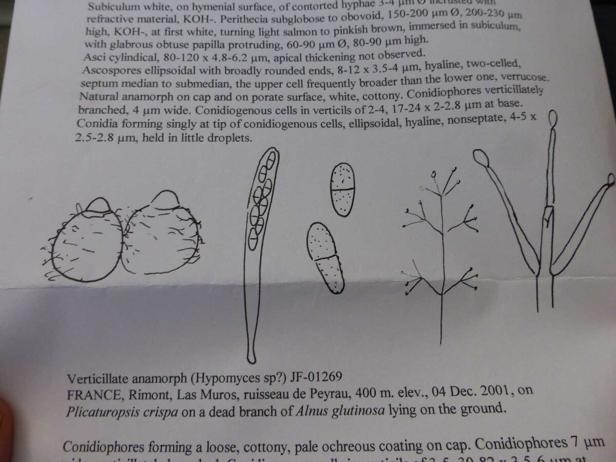 Hypomyces tremellicola image