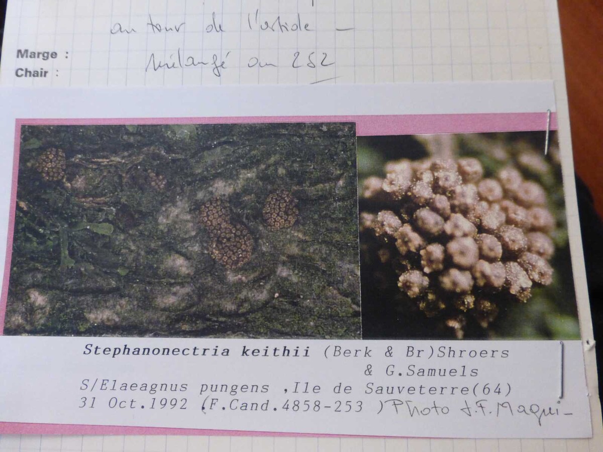 Stephanonectria keithii image