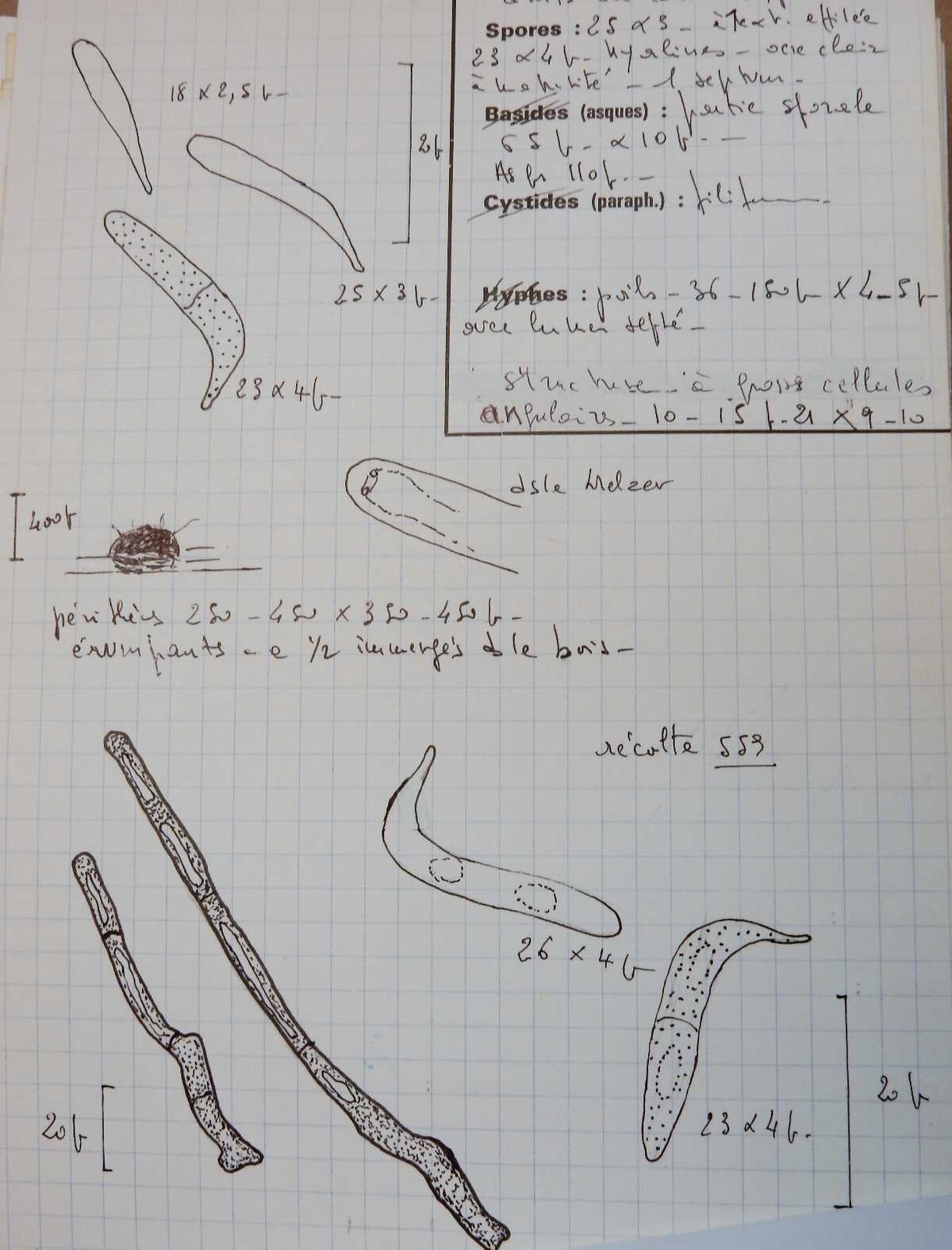 Lasiosphaeria munkii image