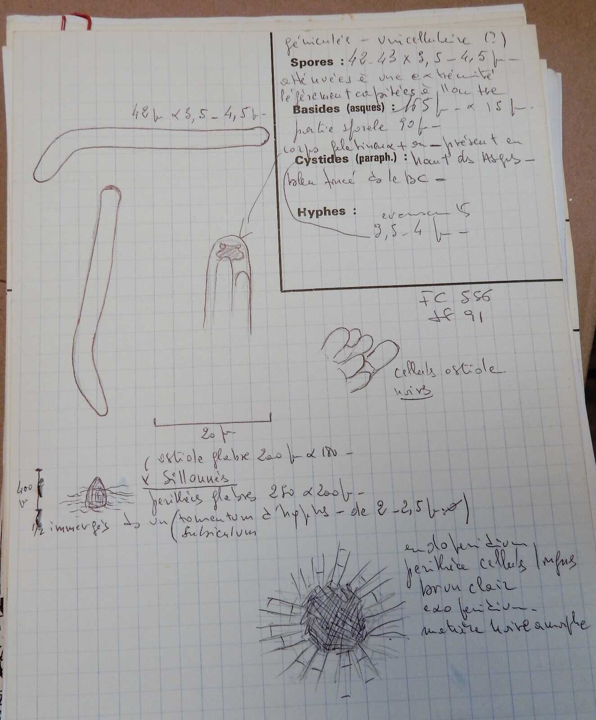 Lasiosphaeria pyramidata image