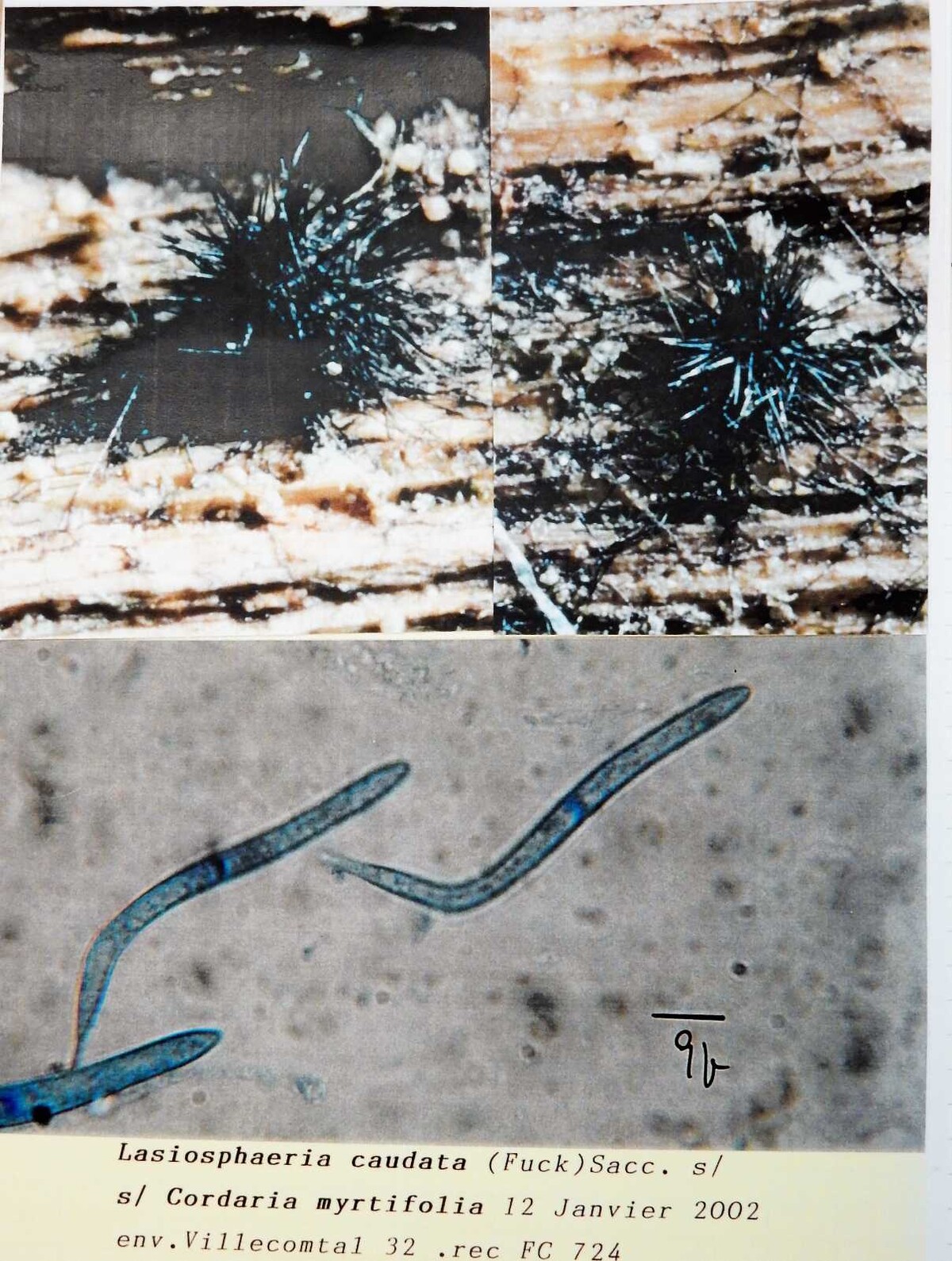 Lasiosphaeria caudata image