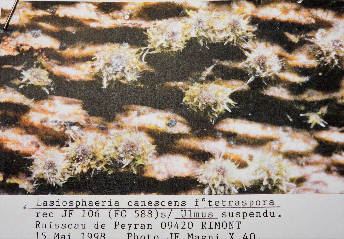 Echinosphaeria canescens image