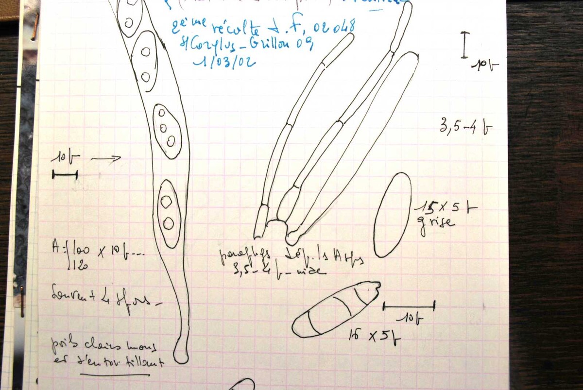 Lasiosphaeria coacta image