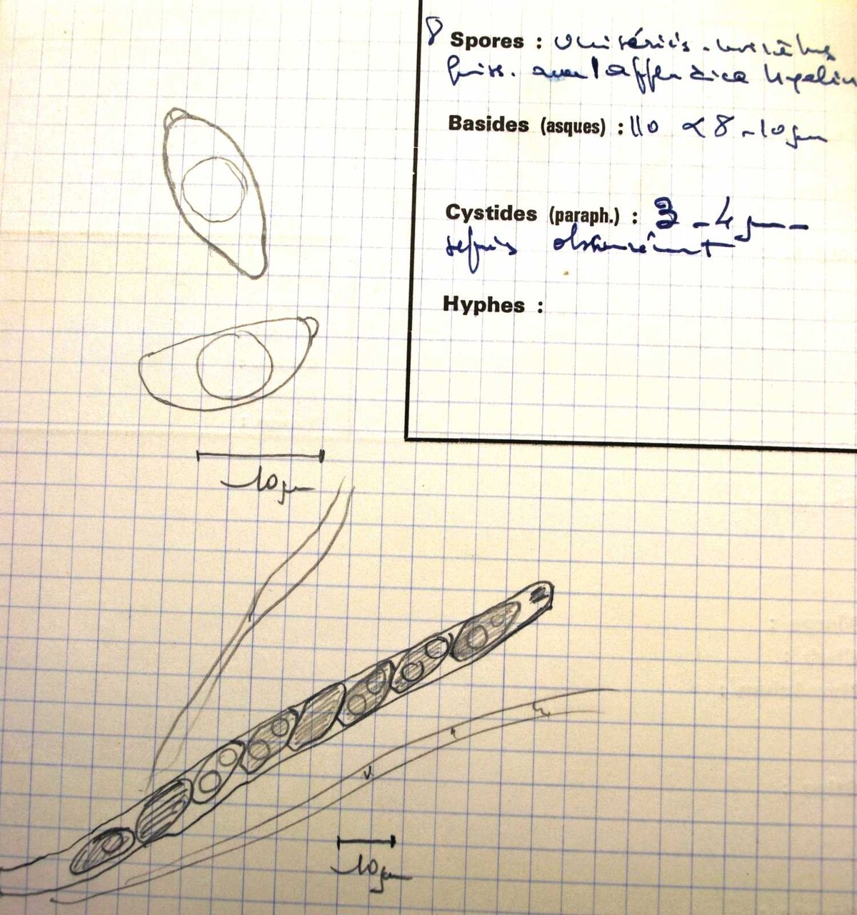 Anthostomella tomicoides image