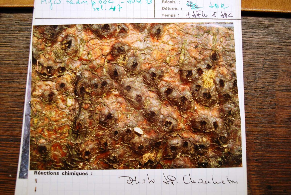Anthostoma turgidum image