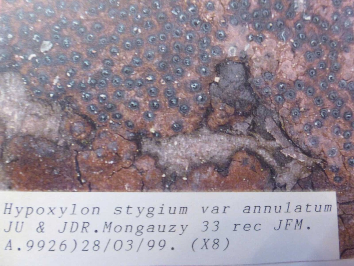 Annulohypoxylon stygium var. annulatum image