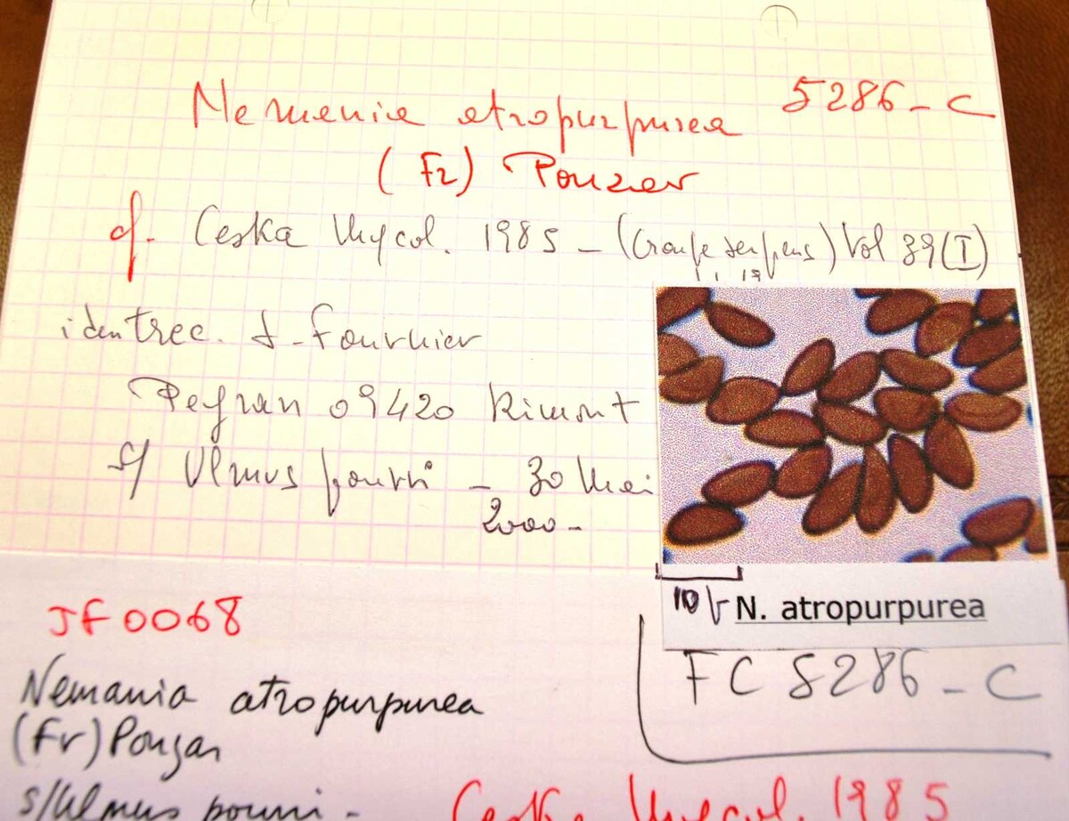 Nemania atropurpurea image