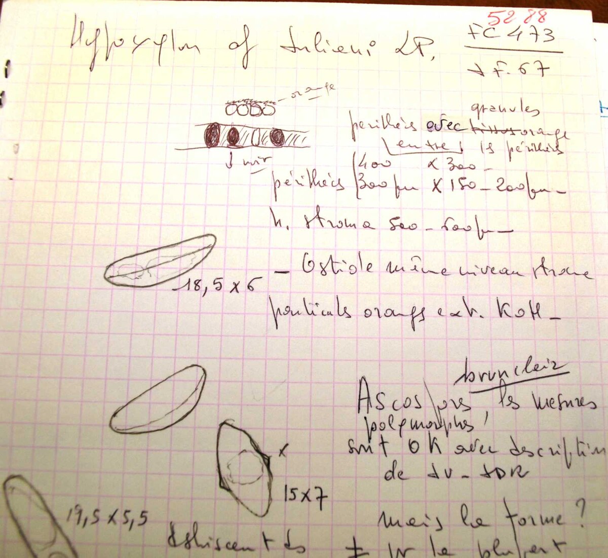 Hypoxylon carbonaceum image
