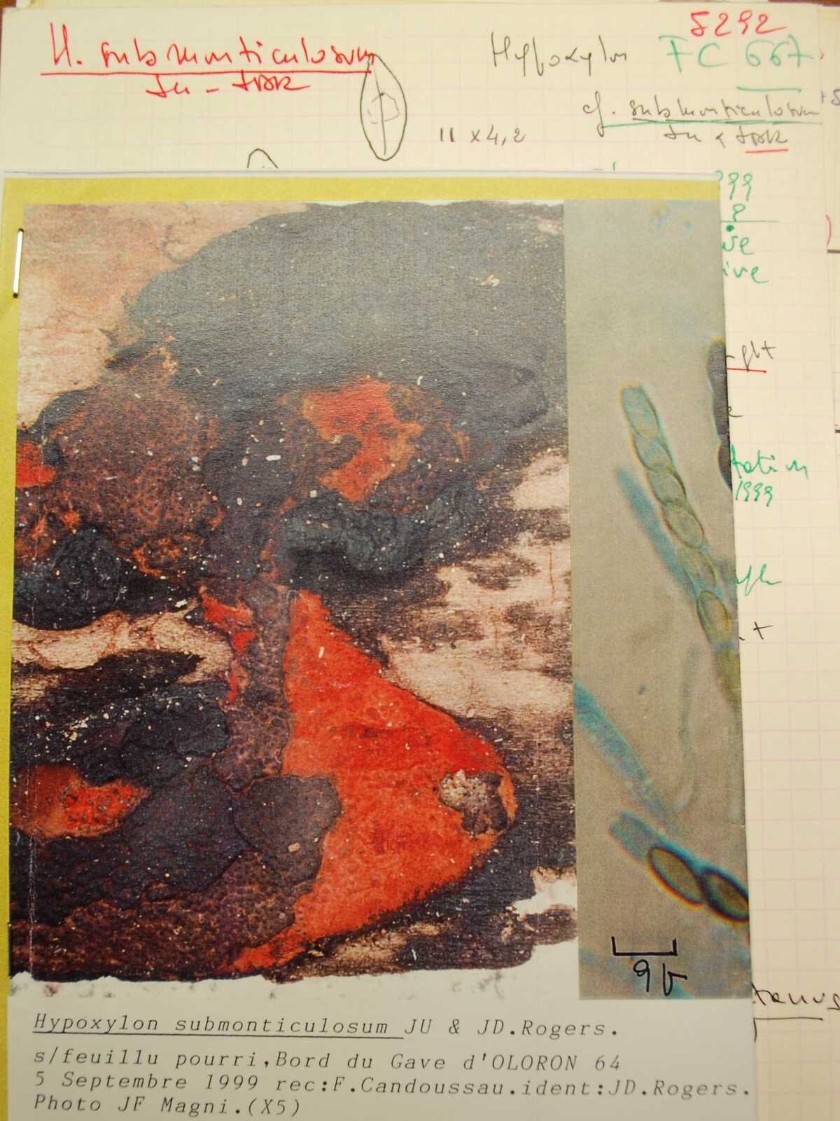 Hypoxylon submonticulosum image