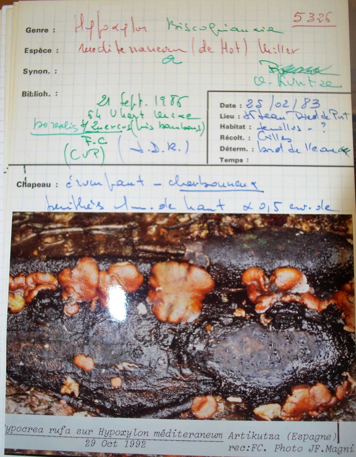 Biscogniauxia mediterranea var. mediterranea image