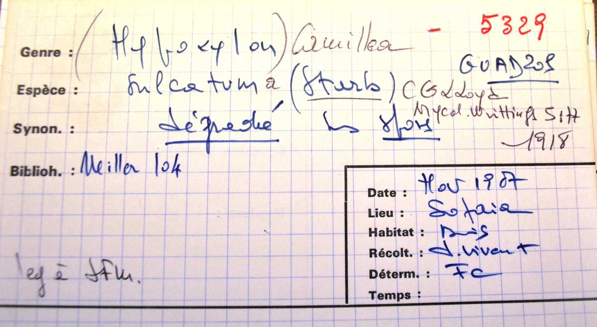 Hypoxylon sulcatum image