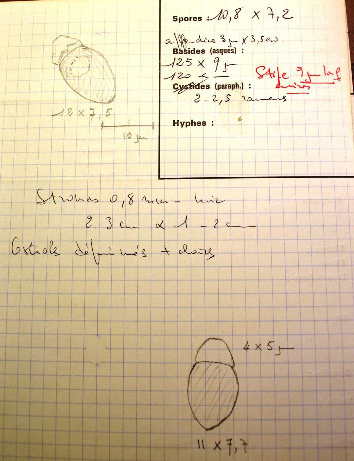 Biscogniauxia anceps image